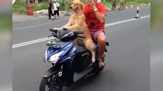 Funny Animal Video - Dog Riding Scooter