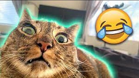 🐱 Funny cat videos - cute cats - Try not to laugh - Cat videos Compilation #shorts 🐈