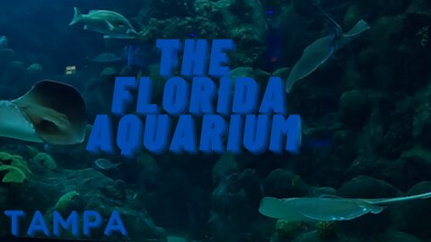 Tour the Florida Aquarium in Tampa Florida