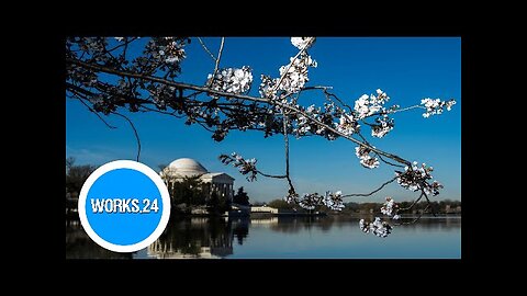 Yoshino cherry blossoms reach peak bloom at Washington’s Tidal Basin | USA TODAY