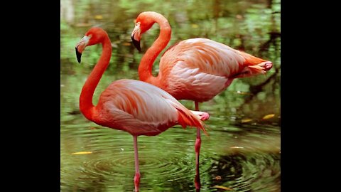 Flamingo birds or birds of large