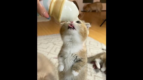 Cat ice-cream 🍦 cute cat