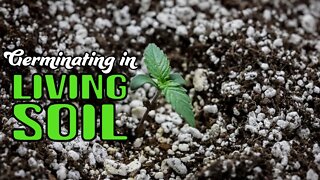 Germinating in Living Soil (Purple Thai & Gelato)