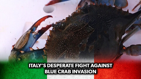 Italy’s Desperate Fight Against Blue Crab Invasion