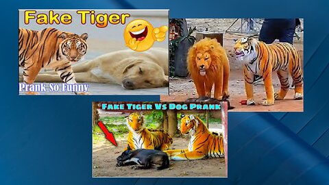 Huge Prank to dog Prank Dog Funny & fake Lion and Fake Tiger Prank To dog