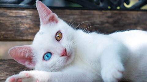OMG!! I find a Cat Whit different coloured eyes?