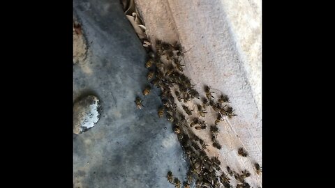 Smoking bees from a water fountain