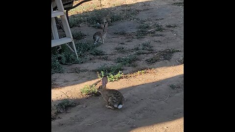 Cottontail rabbits get spooked