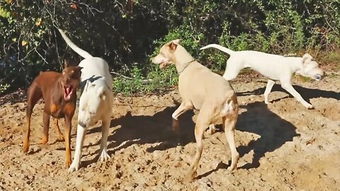 Continuing to Reinforce Off Leash Recall with 5 Month Old Dogo Argentino at "Church" [GUWD#16]