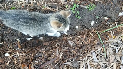 Fall planting garlic with Rocket's "help"