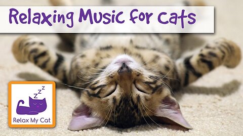 relaxing music for cats