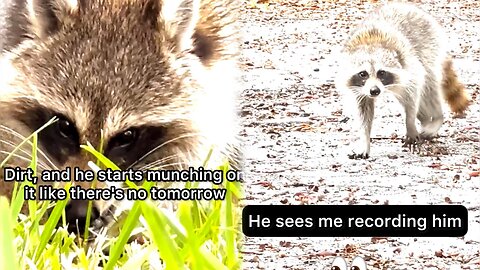 A Raccoon Encounter I Will Never Forget