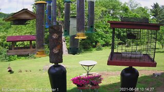 Mama and babies stroll by feeders.