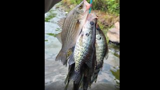 Another Crappie Adventure @ Cross Lake, MN