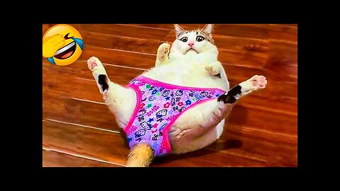 FUNNY CATS VIDEOS COMPILATION 2024