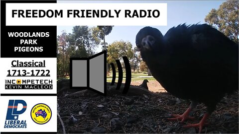 Freedom Friendly Radio (Classical Woodlands Park Pigeons)