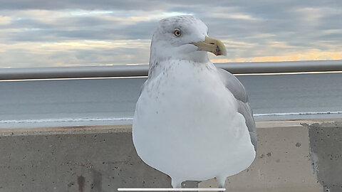 Memories of 2020, Healthy People 2020 and a Seagull