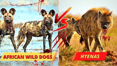 Incredible vicious attack on hyenas by pack of African wild dogs