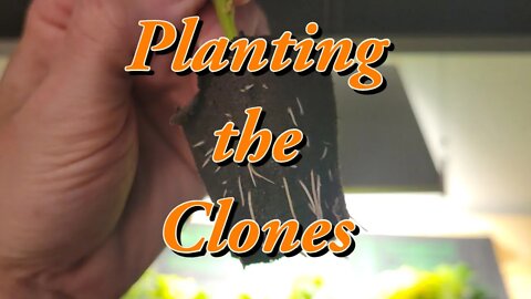 Planting the Clones #MarsHydro #TSW2000