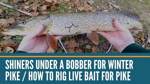 Shiners Under A Bobber for Winter Pike / How To Rig Live Bait For Pike / How To Rig Shiners For Pike