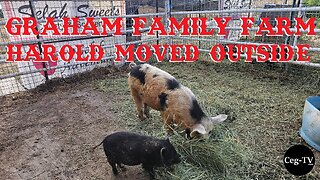 VIDEO > Graham Family Farm: Harold Moved Outside