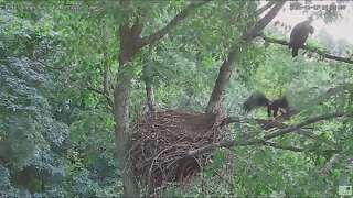 Hays Bald Eagles Juvenile Super Fly Down 6922 20:12