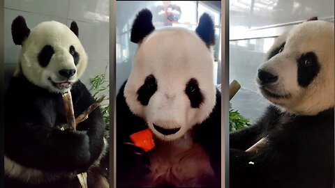 Naive baby panda eating compilation, come and see what you see