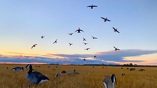 Field DUCK HUNTING: Finishing Big Groups of Mallards and Pintail in Western Manitoba, Canada