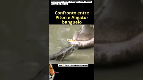 Insane Python Snake vs Alligator Hunt Attacks Caught On Camera #shorts #animals #wildlife #python