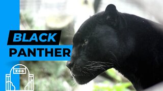 Tigers, Owls and Black Panthers!