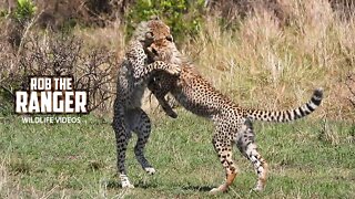 Young Cheetah Chase Mongoose And Eland | Maasai Mara safari | Zebra Plains