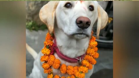 Dogs are special "Happy Kukur Tihar" #Dogs #Dog
