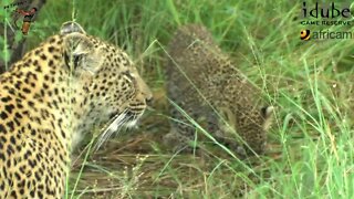 Leopard And Cub - Life Outside The Bushcamp - 10: Feeding On A Rainy Day