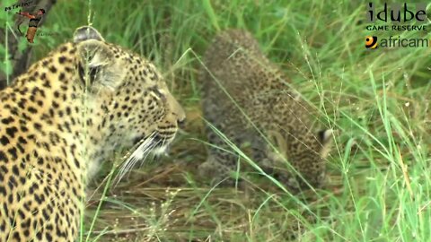 Leopard And Cub - Life Outside The Bushcamp - 10: Feeding On A Rainy Day