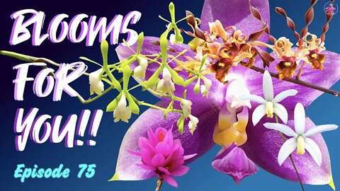 Orchid Updates | Orchid Bloom Dedications | Orchid Blooms for YOU! Episode 75 🌸🌺🌼#OrchidsinBloom