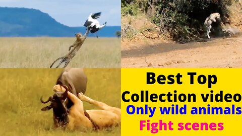 ultimate wild animals 4k video collection Top attack scenes ||@8K VIDEOS ULTRA HD