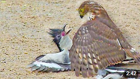 Hawk Tries to Kill Cuckoo Bird | Intense Bird Battle in Nature