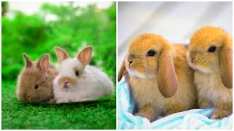Funny videos of little bunnies 2023 cute bunnies🐰