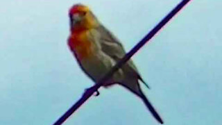 IECV NV #346 - 👀 Yellow & Red House Finch 🐤5-24-2017