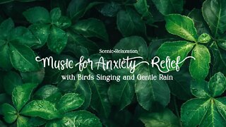 Scenic Relaxation Music for Anxiety Relief with Birds Singing and Gentle Rain | 1 hr. Soothing Music