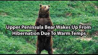 Upper Peninsula Bear Wakes Up From Hibernation Due To Warm Temps