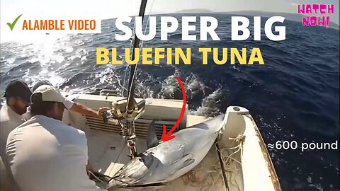 Very Amazing Fastest Giant Bluefin Tuna Fishing Skill - Most Satisfying Sea Fishing Video