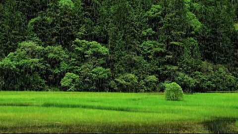 Heavy summer rain with thunder sounds for sleeping, relax, stress relief, study and meditation. ASMR