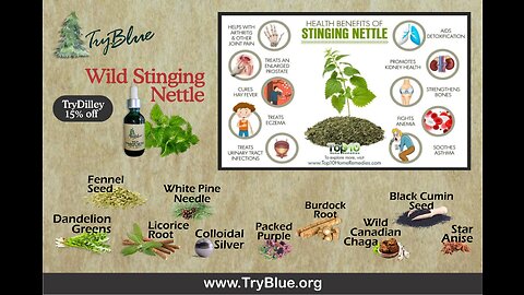 Wild Stinging Nettle Elixir from TryBlue - Dilley's Commentary is Hilarious!