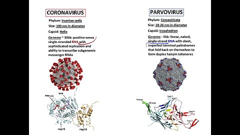 PARVOVIRUS-19 IN PREGNANCY