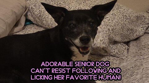 Adorable Senior Dog Can't Resist Following and Licking Her Favorite Human!