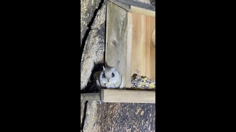 I have named this Flying Squirrel Peanut even though they are hard to tell apart.