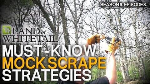 The Truth About Mock Scrapes | Land of Whitetail