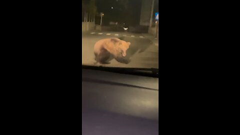 Bear hunted by car in Nehoiu, Romania