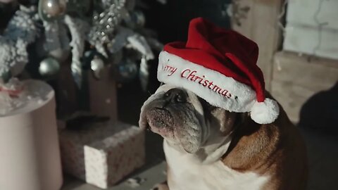 bulldog in santa hat on xmas